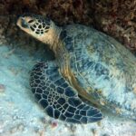 Small Group Shallow Reef Dive in Oahu - Convenient Meeting Point Near Honolulu