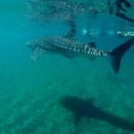 Small Group Snorkeling and Swim with Whale Sharks & Sea Lions in La Paz - San Rafaelito Island: Sea Lions and Colorful Coral Reefs