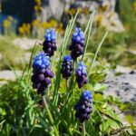 Small Group Tour at Cape of Rodon; Hidden Beaches & History - The Historic and Natural Highlights of Kepi i Rodonit