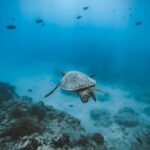 Small Group Turtle Canyon Snorkel in Waikiki - Expert Guides Foster a Safe and Enjoyable Environment