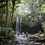 Small Group Waterfall and Rainforest Hiking Adventure on Maui - Exploring East Maui’s Rainforest with a Local Guide