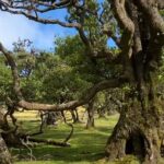 Small Group West Tour Waterfalls & Fanal Forest Tour - Marveling at Cabo Girao, Europes Highest Sea Cliff