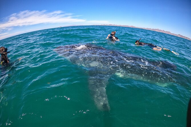 Small group whale shark experiences in La Paz - What makes this tour different from other La Paz whale shark trips