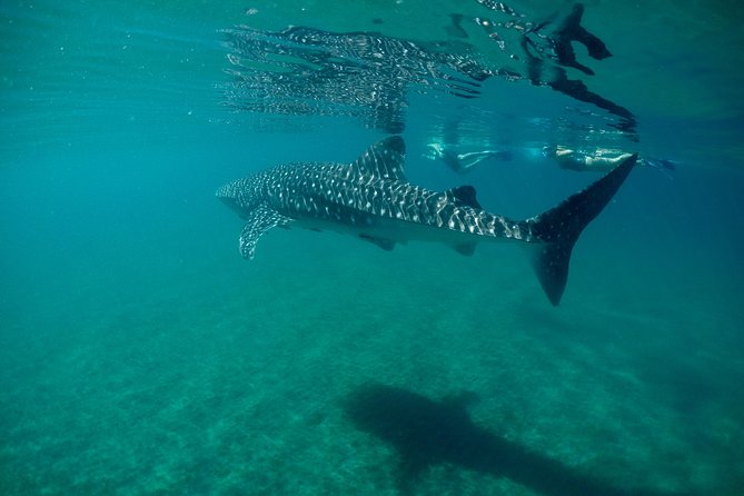 Small group Whale Shark snorkeling in La Paz BCS MX - Booking and Spot Allocation for Morning Turns