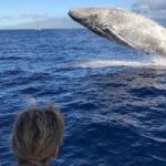 Small-Group Whale Watching Adventure - The Fast, Comfortable Boat Designed for Optimal Viewing
