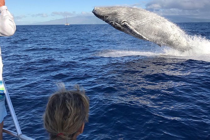 Small-Group Whale Watching Adventure - The Fast, Comfortable Boat Designed for Optimal Viewing