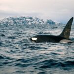 Small Group Whale Watching by RIB - What to Expect During the 5-Hour Whale Safari