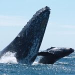 Small-Group Whale Watching Zodiac Boat Cruise in Cabo San Lucas - What Makes the Zodiac Boat Special?