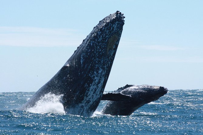 Small-Group Whale Watching Zodiac Boat Cruise in Cabo San Lucas - What Makes the Zodiac Boat Special?