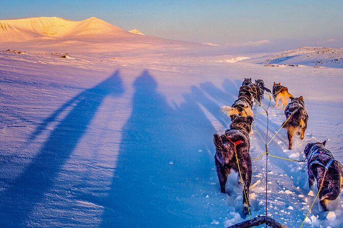 Small Group Wilderness Husky Sledding 2h from Tromsø (car needed) - Meeting the Huskies at the Small-Scale Kennel in Norway’s North