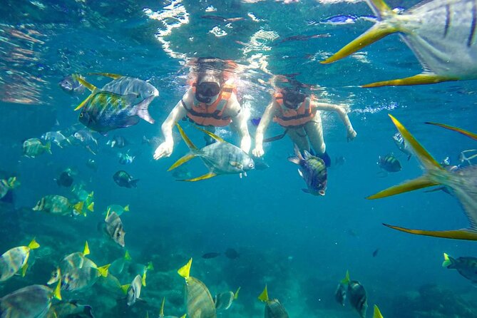 Snorkel and arch tour in los cabos - Snorkeling at Pelicano Rock
