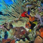 Snorkel at El Cielo in Cozumel with 2 more Reefs with Round Trip - Comfortable Transportation and Ferry Crossings