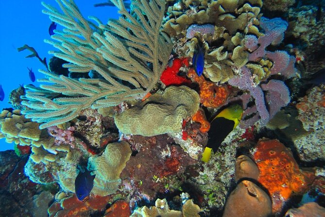 Snorkel at El Cielo in Cozumel with 2 more Reefs with Round Trip - Comfortable Transportation and Ferry Crossings