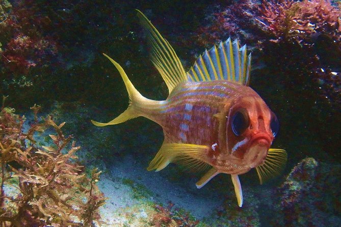 Snorkel at El Farito - The Lighthouse Reservation - Logistics of the Snorkel Tour at El Farito