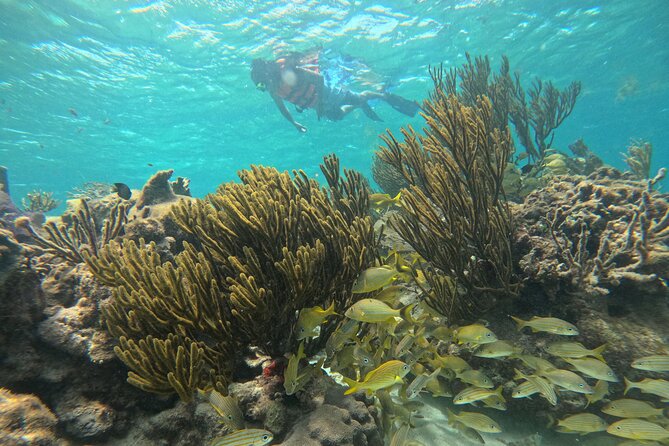 Snorkel at the Reef 2 HOURS Puerto Morelos National park - What the 2-Hour Snorkeling Itinerary Covers