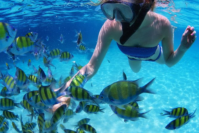 Snorkel in the turquoise Caribbean Sea in Puerto Morelos. Transport included - Snorkeling at Arrecifes National Park: One of the Largest Reef Walls