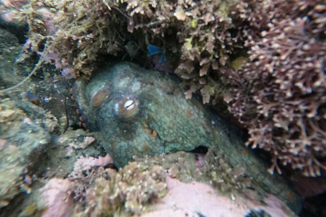 Snorkel San Diego's Mission Bay with a Marine Biologist - The Marine Biology-Focused Guide and Their Teaching Style