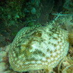 SNORKEL & TEQUILA TASTING - Starting Point at SkyReef Cozumel Beach Club