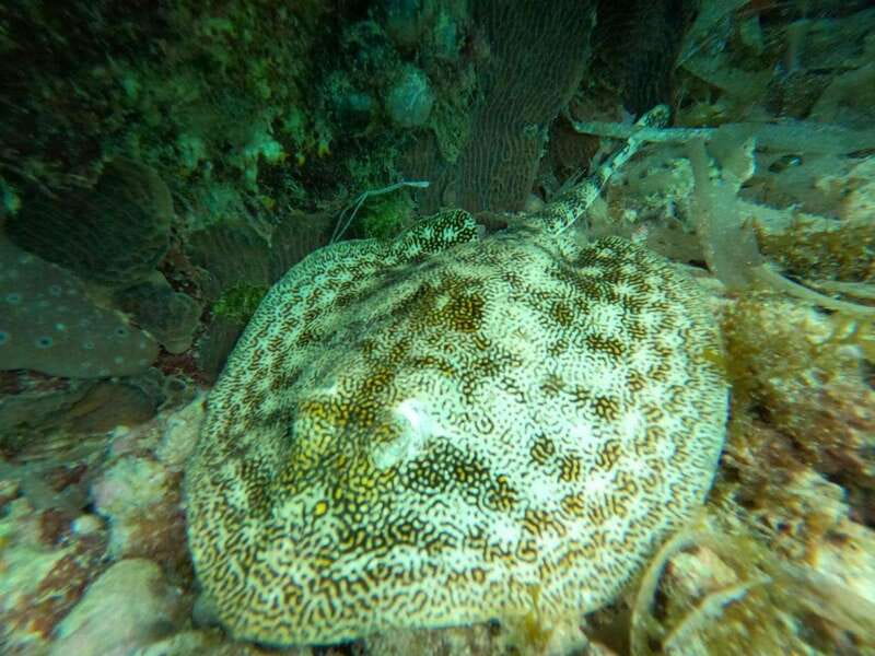 SNORKEL & TEQUILA TASTING - Starting Point at SkyReef Cozumel Beach Club