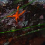 Snorkel Tour at Magic Island - The Gear and Suit Up Process