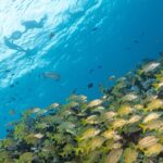 Snorkel Tour at Musa and Manchones Reef - Exploring Musa: Underwater Art in Calm, Clear Waters