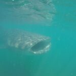 Snorkel Tour with Whale Shark in La Paz - A Well-Equipped and Comfortable Boat