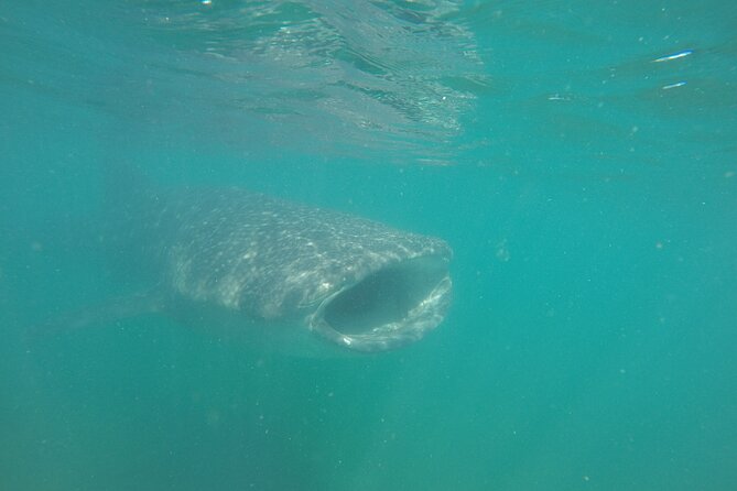 Snorkel Tour with Whale Shark in La Paz - A Well-Equipped and Comfortable Boat