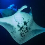 Snorkel With Giant Manta Rays In Kailua Kona - Expert Guides and Safety as Top Priorities