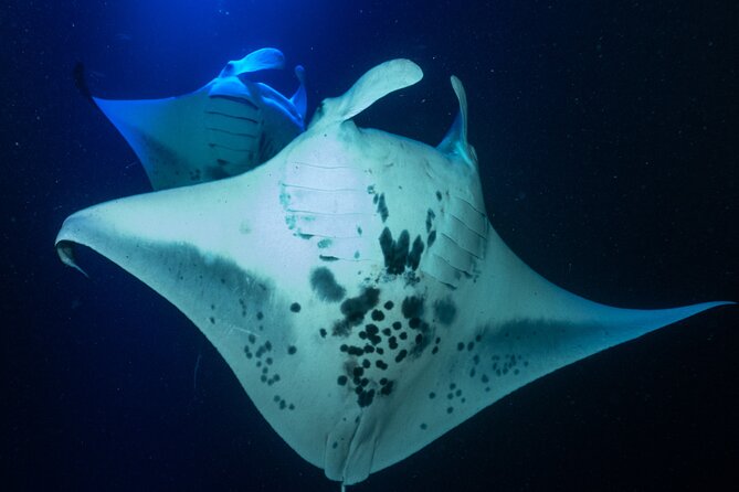 Snorkel With Giant Manta Rays In Kailua Kona - Expert Guides and Safety as Top Priorities