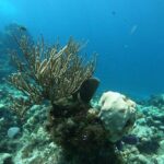 Snorkeling Experience Cozumel only from Playa del Carmen - Exploring Cozumel by Buggy and Beachfront Stops