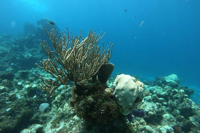 Snorkeling Experience Cozumel only from Playa del Carmen - Exploring Cozumel by Buggy and Beachfront Stops