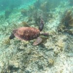 Snorkeling Guided Activity in Puerto Morelos Mexico - Meet Your Guides and Their Expertise