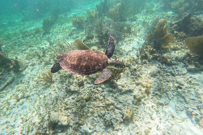 Snorkeling Guided Activity in Puerto Morelos Mexico - Meet Your Guides and Their Expertise