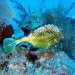 Snorkeling in Puerto Morelos - Easy Booking and Meeting Arrangements