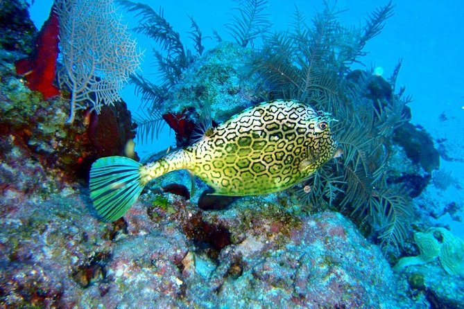 Snorkeling in Puerto Morelos - Easy Booking and Meeting Arrangements