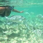 Snorkeling in Waikiki Many Fish All Levels Free Video & Pics! - Waikiki Marine Conservation Area: The Snorkeling Spot