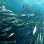 Snorkeling - Marine Park Discovery - Exploring Arrabida Natural Park’s Marine Biodiversity