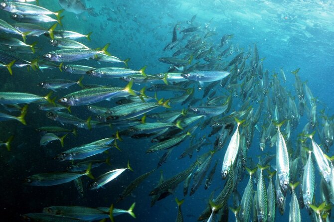 Snorkeling - Marine Park Discovery - Exploring Arrabida Natural Park’s Marine Biodiversity