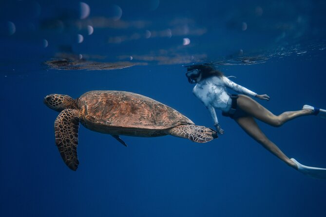 Snorkeling Open Ocean Wildlife Safari in Los Cabos with Photos Included - Onboard the Speed Boat: Custom Comfort and Safety