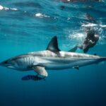 Snorkeling or Swimming with Sharks in Cabo San Lucas - What’s Included in the Tour Package
