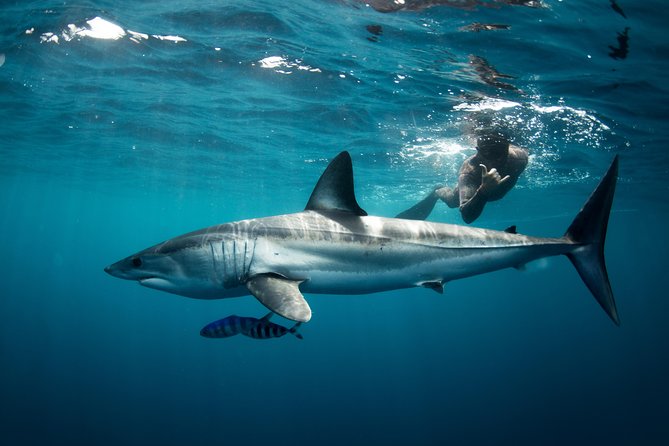 Snorkeling or Swimming with Sharks in Cabo San Lucas - What’s Included in the Tour Package