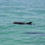 Snorkeling, Shelling & Eco Excursion - Explore Two Different Snorkel and Shelling Spots