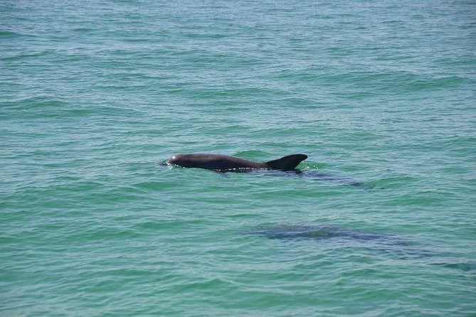 Snorkeling, Shelling & Eco Excursion - Explore Two Different Snorkel and Shelling Spots