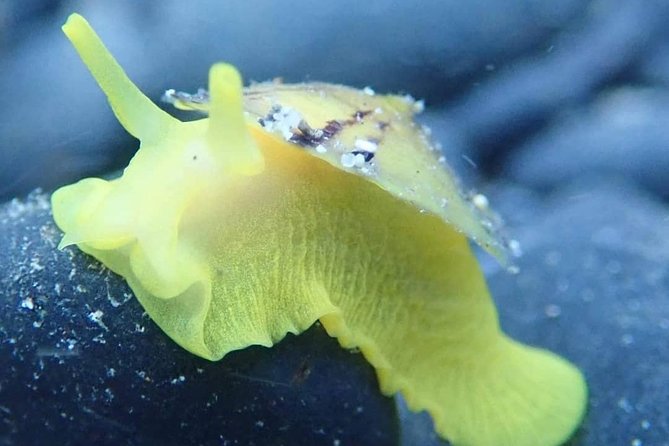 Snorkeling Tour - Snorkeling Equipment and Safety Measures