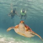 Snorkeling with Turtles and Cenote Tour from Riviera Maya - Swimming in a Cenotes Freshwater Depths