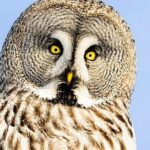 Snowshoe Trip for Searching Arctic Animals - Reaching the Summit of Katka Fell for Arctic Views