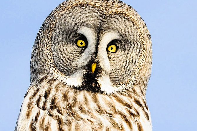 Snowshoe Trip for Searching Arctic Animals - Reaching the Summit of Katka Fell for Arctic Views