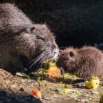 Sofia: Zoo Entry Ticket with Hotel Pickup and Lunch - Convenient Hotel Pickup from Sofia