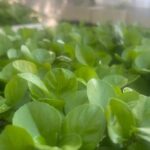 Sorrento: at the Vivaio by E-Bike with Limoncello Tasting - Exploring the Sorrento Coast on Electric Bikes