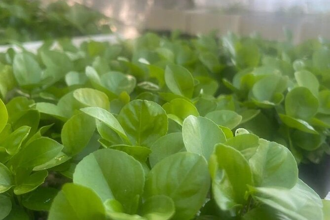 Sorrento: at the Vivaio by E-Bike with Limoncello Tasting - Exploring the Sorrento Coast on Electric Bikes